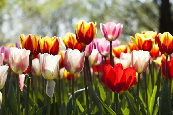 Tulipanes mixtos — Foto de Stock