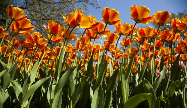 Vegyes tulipánok — Stock Fotó