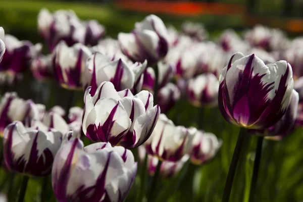 Gemengde tulpen — Stockfoto