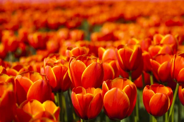 Tulipanes, fondo colorido — Foto de Stock