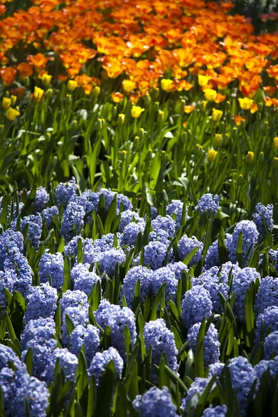 Tulips, colorful background — Stock Photo, Image