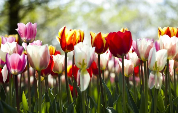 Тюльпани, барвистий фон — стокове фото