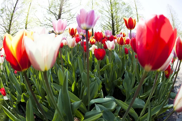 Tulipes, fond coloré — Photo
