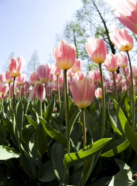 Tulipani, sfondo colorato — Foto Stock