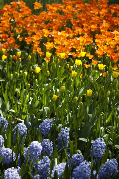 Тюльпаны, красочный фон — стоковое фото