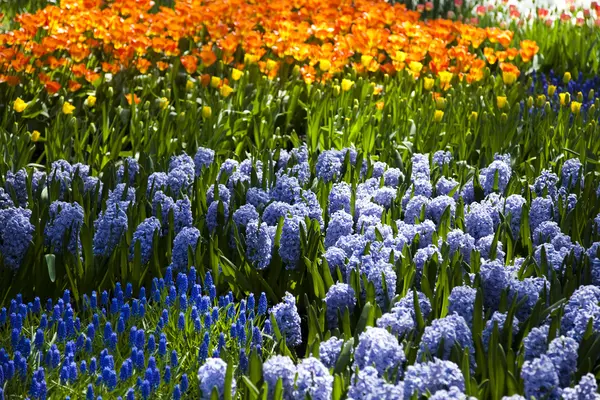Tulipanes, fondo colorido — Foto de Stock