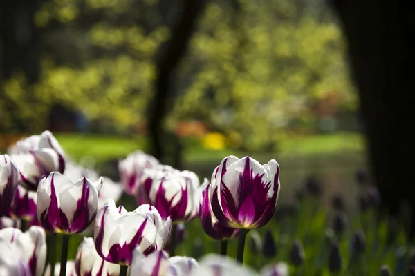 Frühling im Garten — Stockfoto