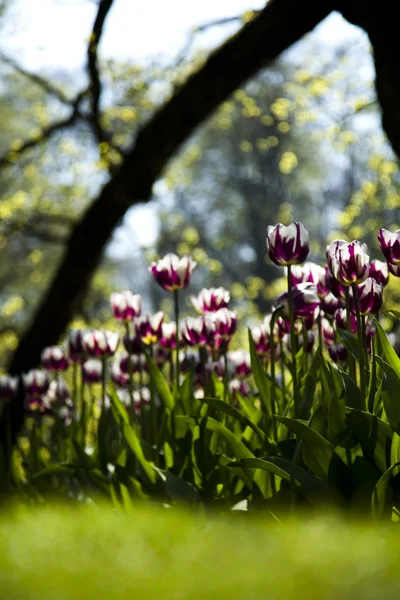 Spring in garden, Tulips — Stock Photo, Image