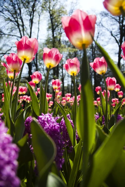 Весна в саду, Тюльпаны — стоковое фото