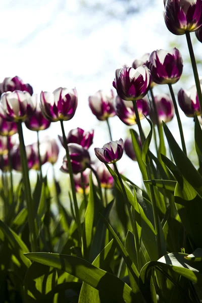 Wiosna w ogrodzie, tulipany — Zdjęcie stockowe