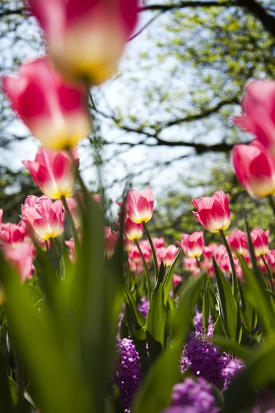 Primavera in giardino, Tulipani — Foto Stock