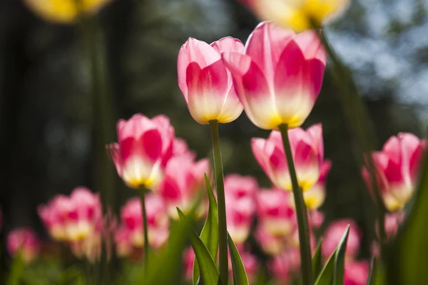 Wiosna w ogrodzie, tulipany — Zdjęcie stockowe