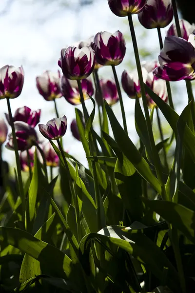 Lente in de tuin, tulpen — Stockfoto