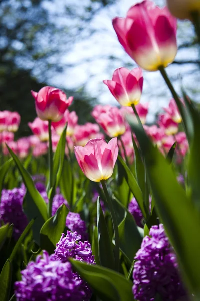 Spring in garden, Tulips — Stock Photo, Image