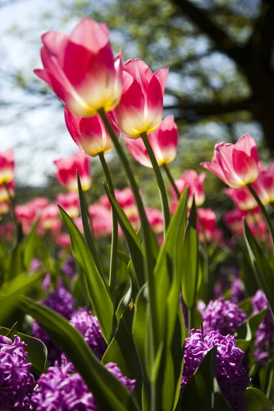 Primavera en el jardín, Tulipanes — Foto de Stock