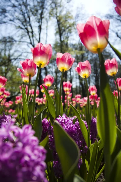 Tavaszi kert, tulipán — Stock Fotó