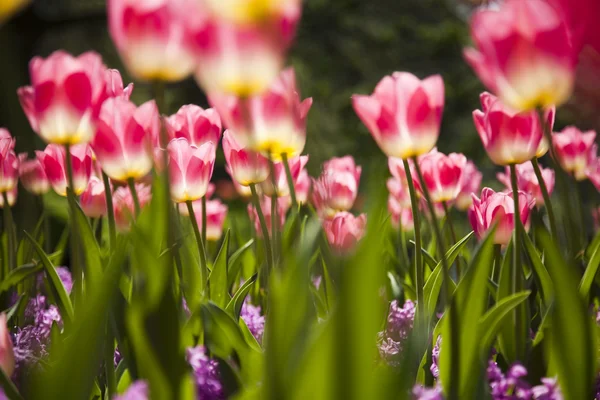 Lente in de tuin, tulpen — Stockfoto