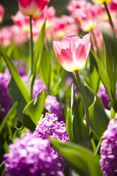 Hermosos tulipanes frescos —  Fotos de Stock