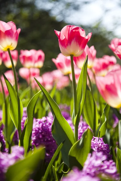 Frische schöne Tulpen — Stockfoto