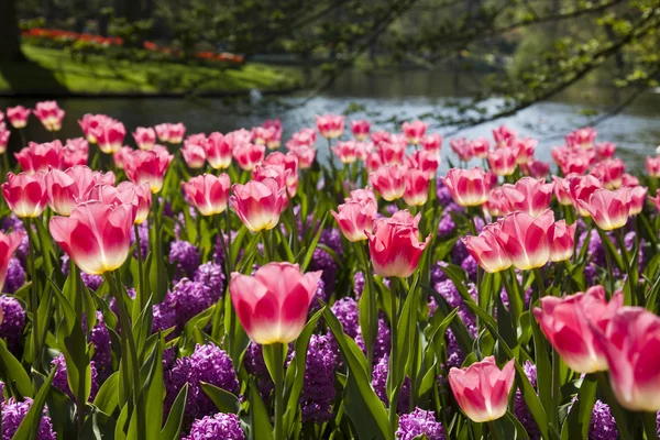 Hermosos tulipanes frescos — Foto de Stock