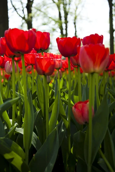 Czerwone tulipany tło — Zdjęcie stockowe