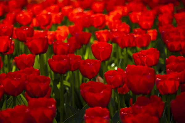 Tulipani rossi sfondo — Foto Stock