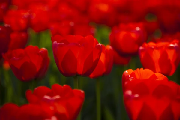 Röda tulpaner bakgrund — Stockfoto