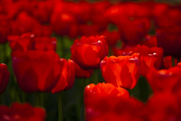 Red tulips background — Stock Photo, Image