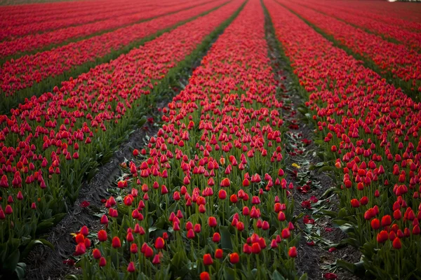 Tulipán pole — Stock fotografie