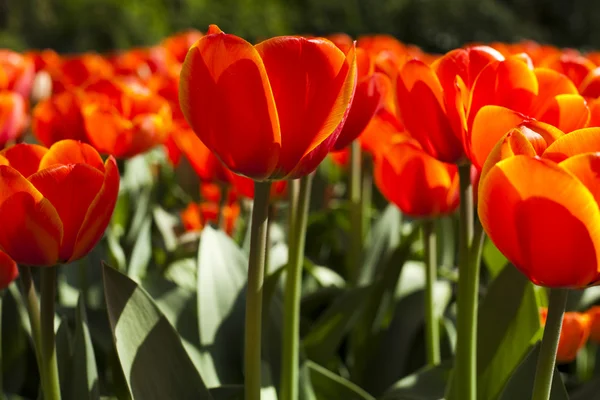 Tulipanes fondo — Foto de Stock