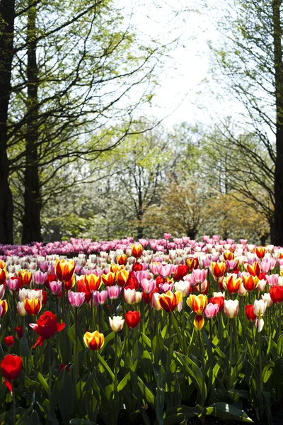 Multicolored Tulips — Stock Photo, Image