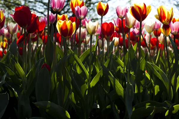 Multicolored Tulips — Stock Photo, Image