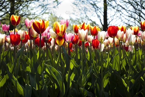 Tarka tulipán — Stock Fotó