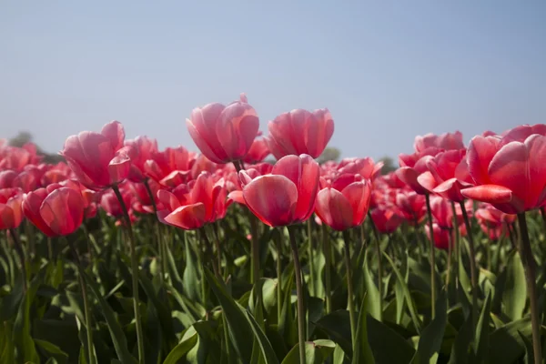 Квіти цвітуть на полі, тюльпани — стокове фото