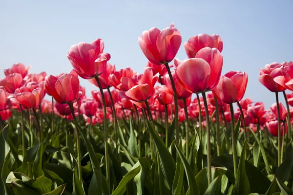 Vértes-virág, tulipán — Stock Fotó