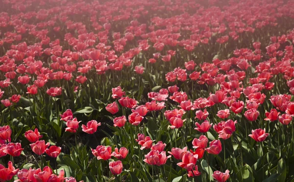 Květiny kvetou na hřišti, tulipány — Stock fotografie