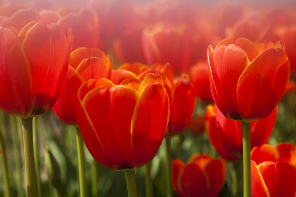 Primer plano de la flor, tulipán —  Fotos de Stock