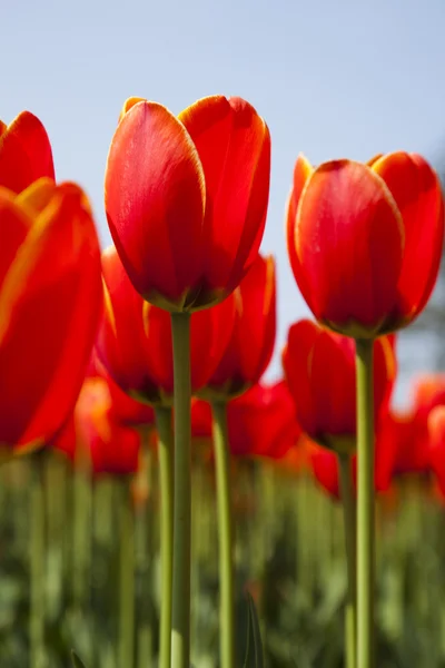 stock image Closeup of flower, tulip