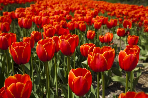 Flowers are blooming on the field, tulips — Stock Photo, Image