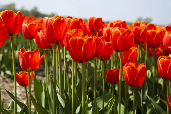Квіти цвітуть на полі, тюльпани — стокове фото