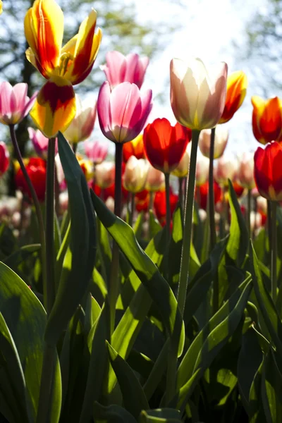 Multi kolorowe tulipany — Zdjęcie stockowe