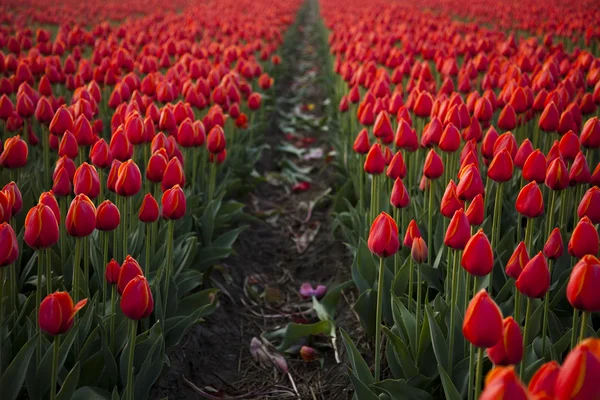 Tulips background. — Stock Photo, Image