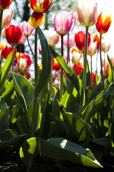 Multi colored tulips — Stock Photo, Image