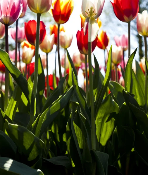 Multi gekleurde tulpen — Stockfoto