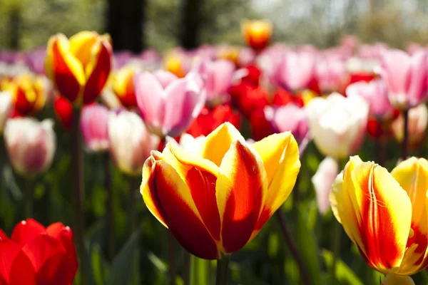 Multi-színes tulipán — Stock Fotó