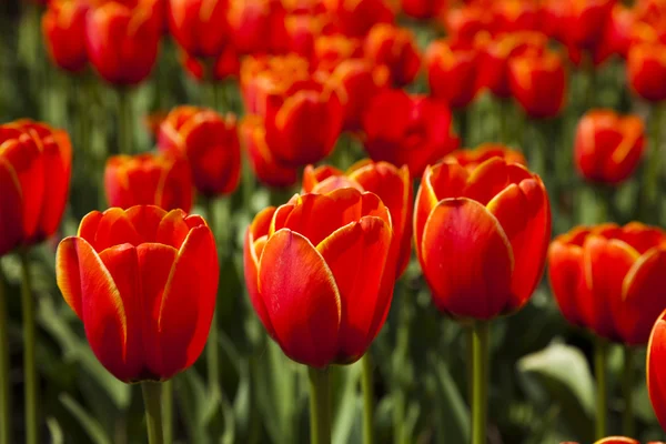 Primer plano de la flor, tulipán —  Fotos de Stock