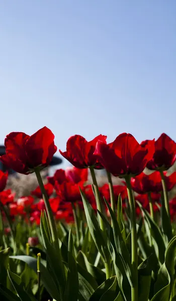 stock image Closeup of flower, tulip