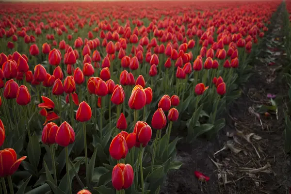 Tulipány pozadí. — Stock fotografie