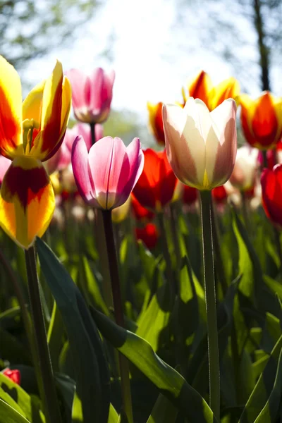 Tulipanes multicolores —  Fotos de Stock