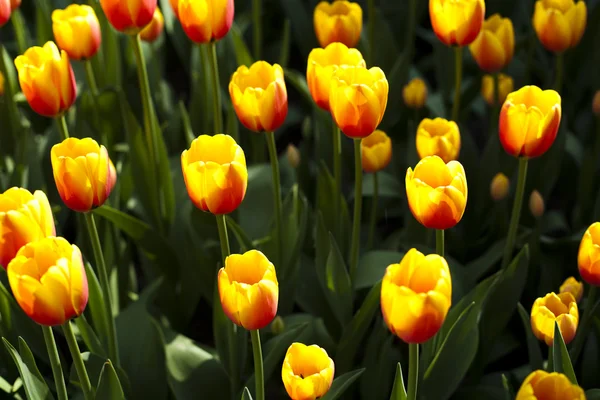 stock image Tulips